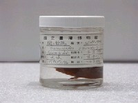 藏品(擬三棘魨)的圖片